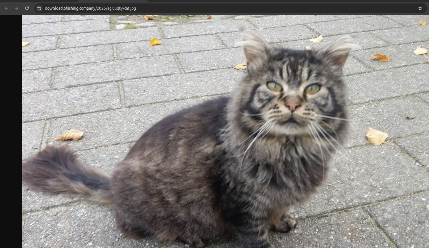 Asset accessed via. URL